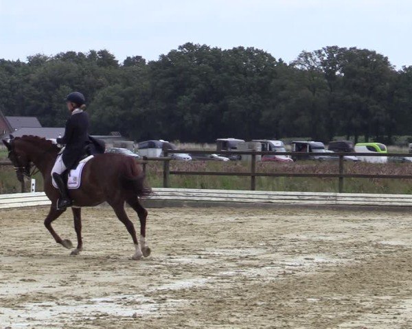 Reitturnier Ostbevern 2024
