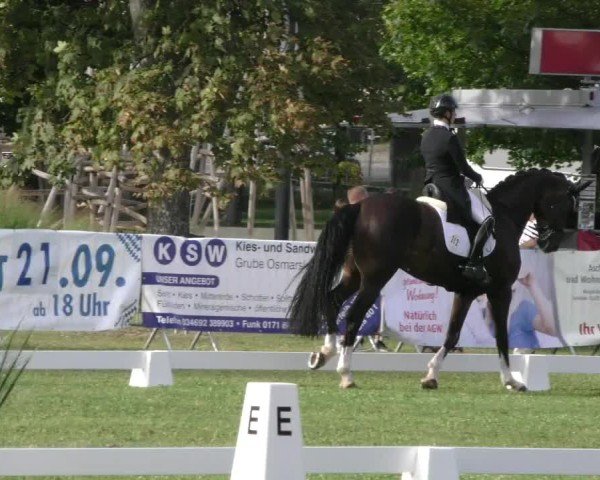 Reitturnier Aschersleben 2024