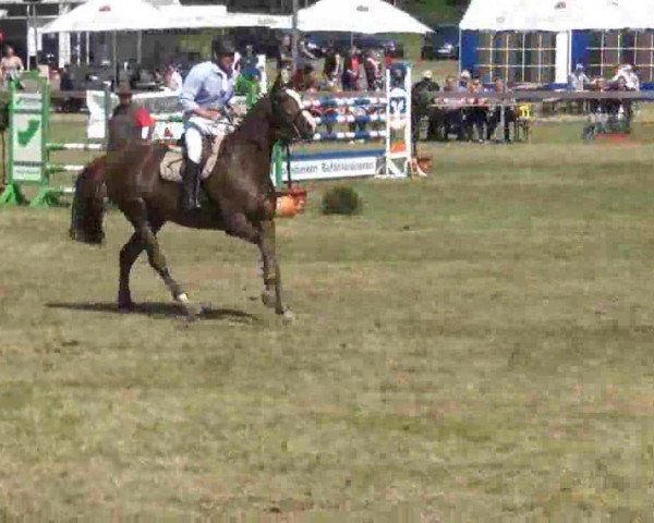 Reitturnier Rendsburg 2013