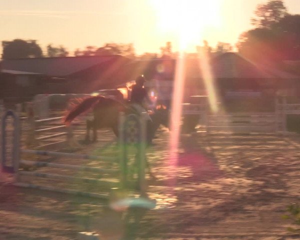 Reitturnier Schülp / Rendsburg 2021