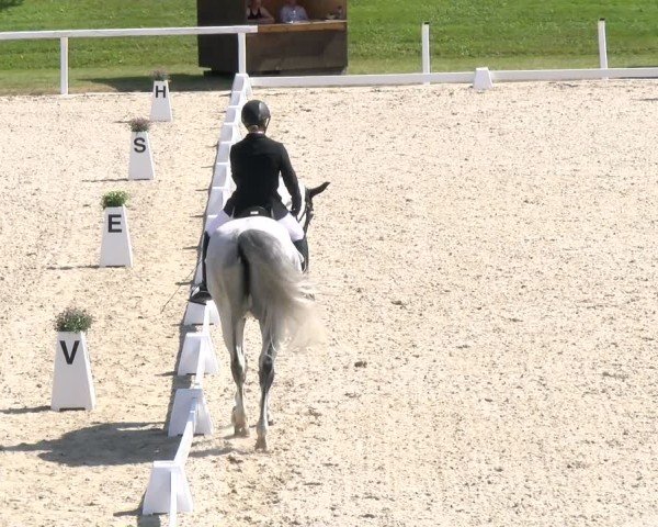 Reitturnier Bülach 2024