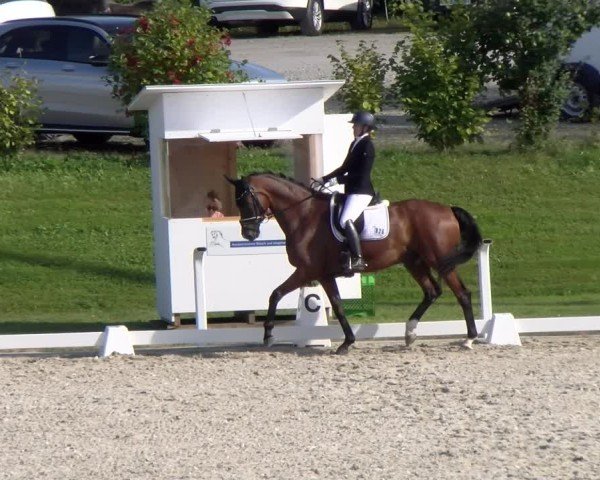 Reitturnier Bülach 2024