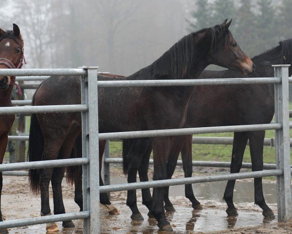 Pferd Sternstunde (Oldenburger, 2022, von Florida TN)
