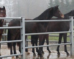 Pferd Sternstunde (Oldenburger, 2022, von Florida TN)