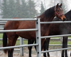 Pferd Fräulein Frieda (Oldenburger, 2022, von Franklin)