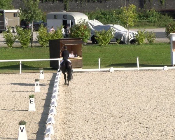 Reitturnier Bülach 2024