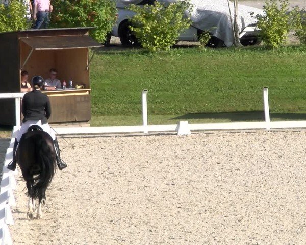 Reitturnier Bülach 2024