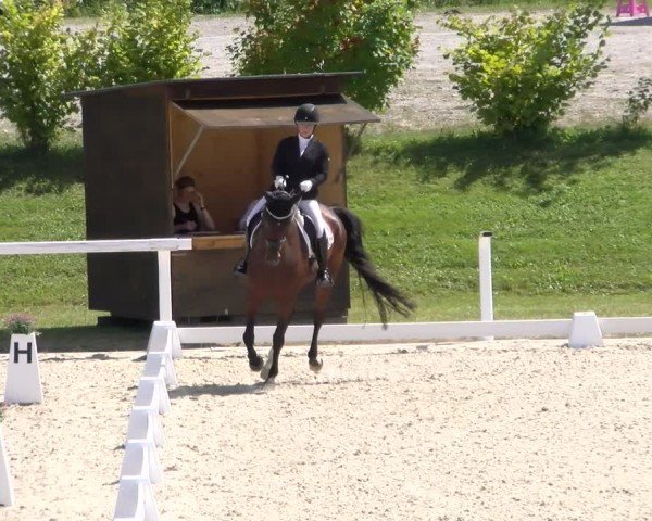Reitturnier Bülach 2024
