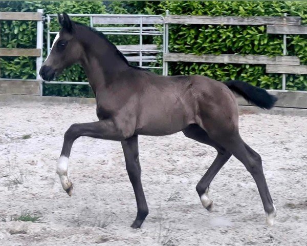 horse Hengst von Escamillo / Sir Donnerhall (Oldenburg, 2024, from Escamillo)