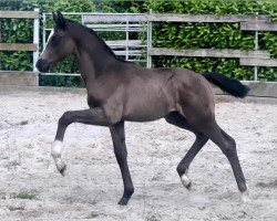 horse Hengst von Escamillo / Sir Donnerhall (Oldenburg, 2024, from Escamillo)