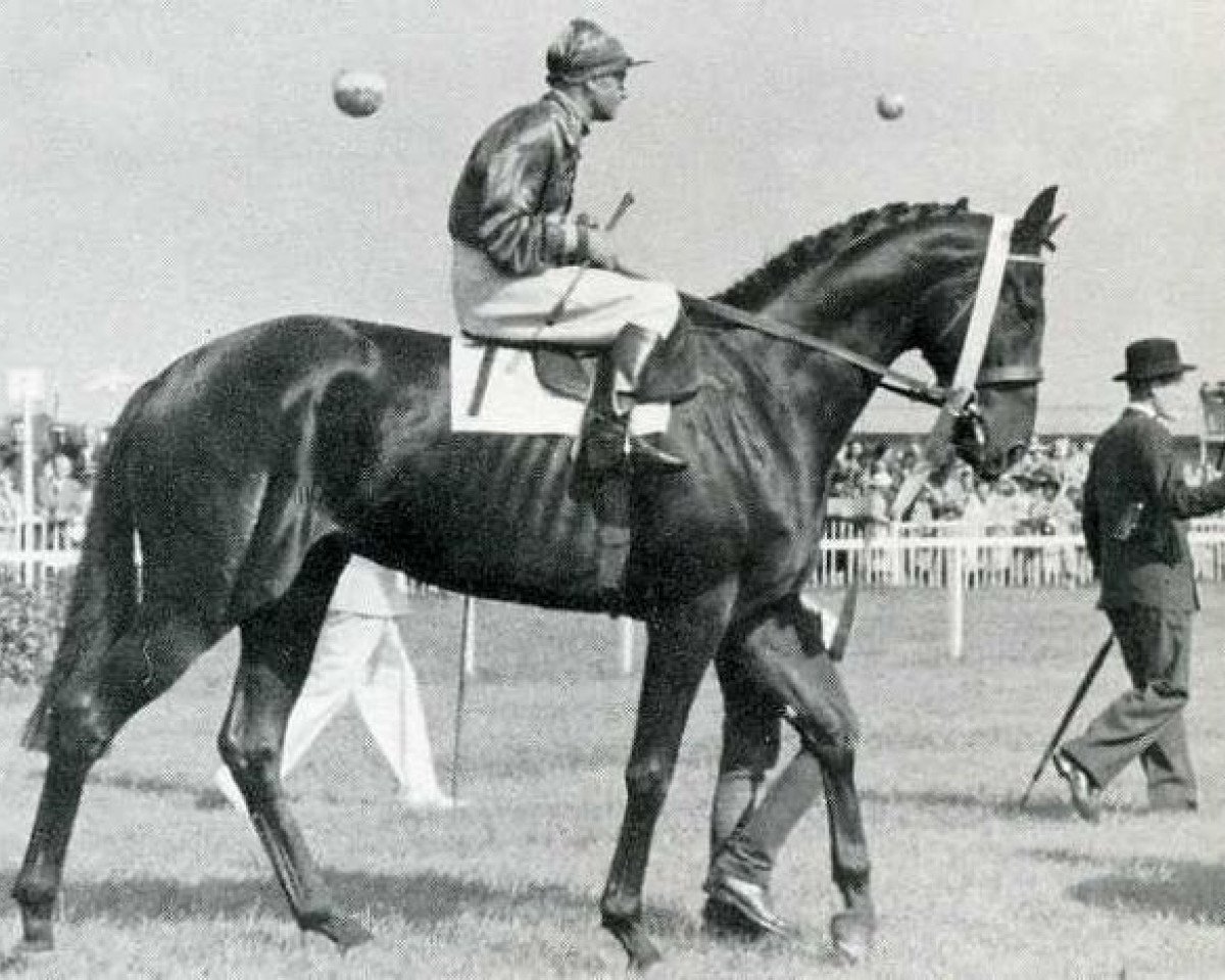 stallion Neckar xx (Thoroughbred, 1948, from Ticino xx)