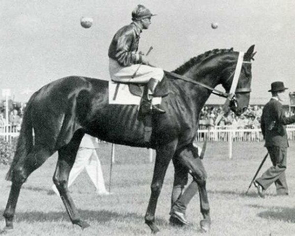 stallion Neckar xx (Thoroughbred, 1948, from Ticino xx)
