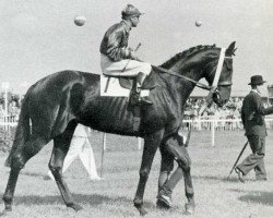 stallion Neckar xx (Thoroughbred, 1948, from Ticino xx)