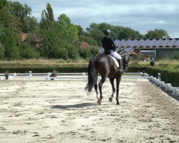 Reitturnier Werne 2024