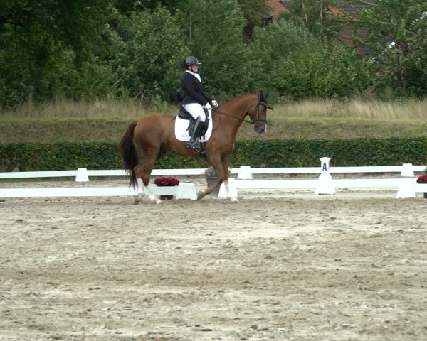 Reitturnier Werne 2024