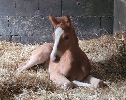 horse Deluca ZGH (Westphalian, 2024, from D-Gold AT NRW)