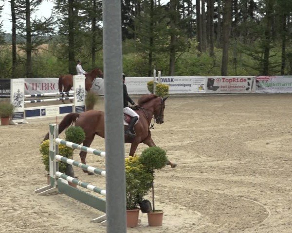 Reitturnier Sieversen - Rosengarten 2024