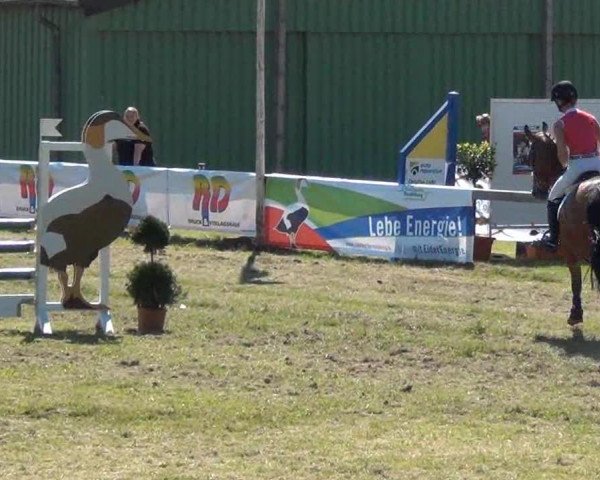 Reitturnier Rendsburg 2013