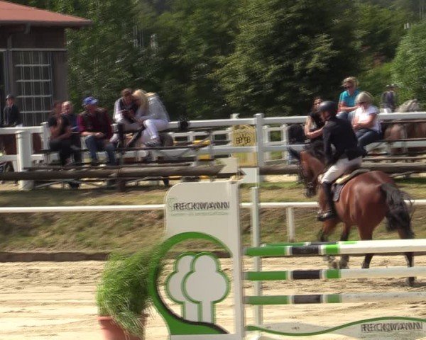 Reitturnier Werne 2024