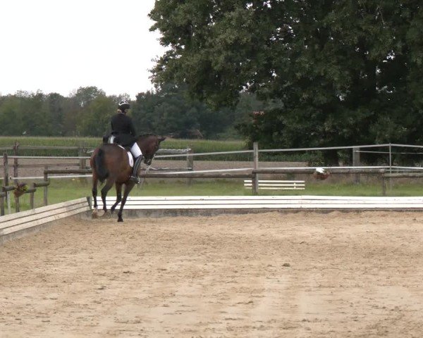 Reitturnier Ostbevern 2024