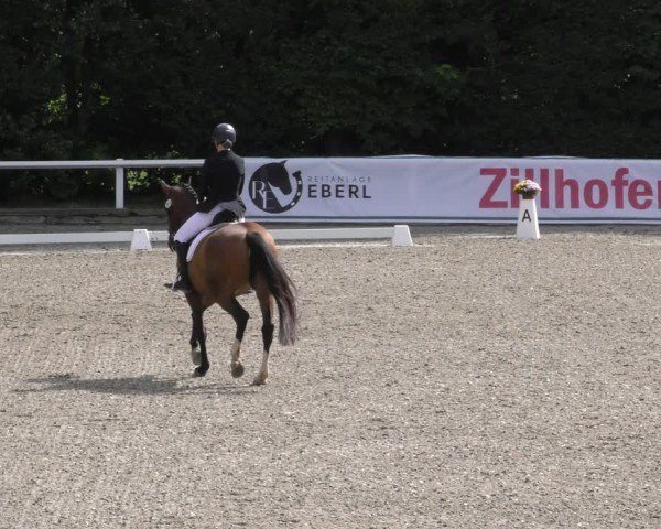 Reitturnier Zillhofen/Obb. 2024