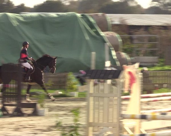 Reitturnier Schülp / Rendsburg 2021