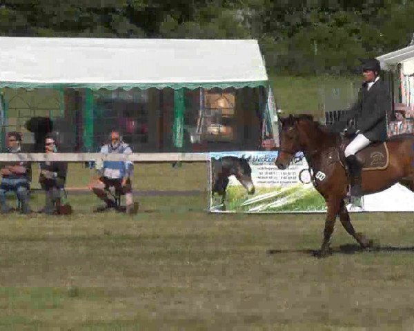 Nord-Ost-Pferd 2013