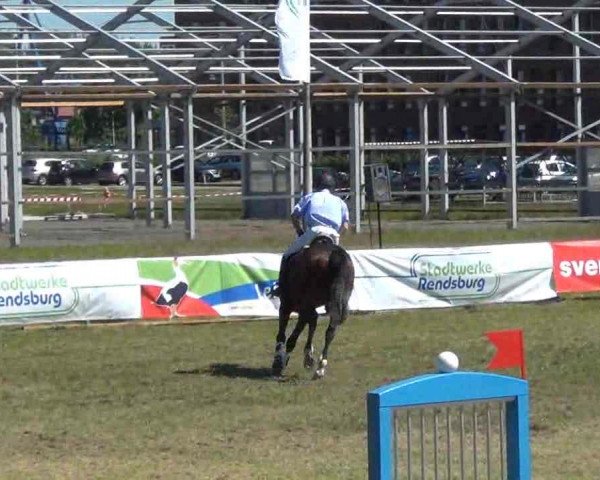 Reitturnier Rendsburg 2013