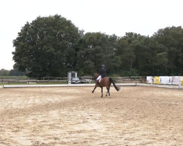 Reitturnier Ostbevern 2024