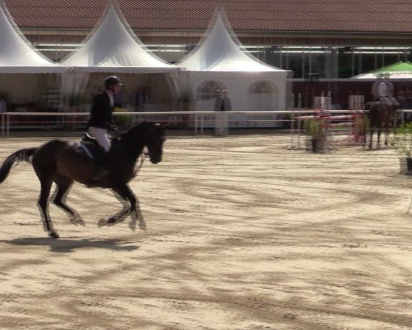 Reitturnier Werne 2024