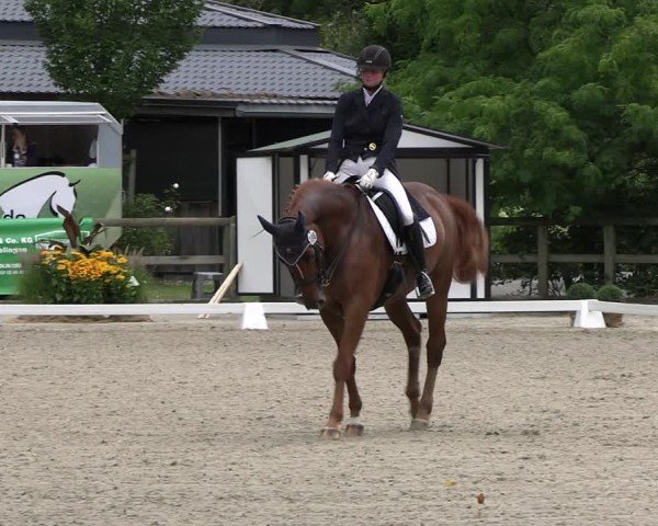 Reitturnier Solingen 2024