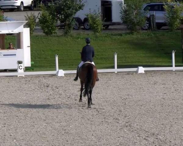 Reitturnier Bülach 2024