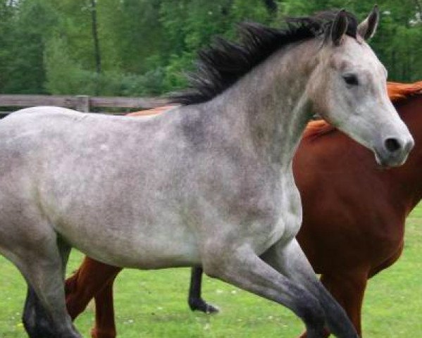 horse Baly de Gravelotte (Selle Français, 2011, from Adorado)