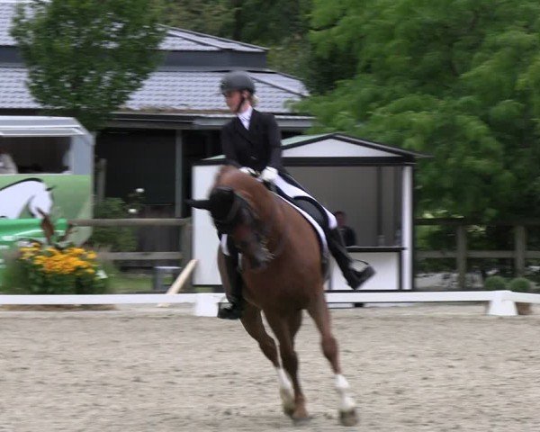 Reitturnier Solingen 2024