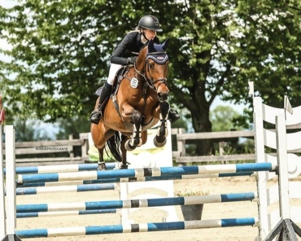 broodmare Great Chila VEC (Holsteiner, 2014, from C-Trenton Z)
