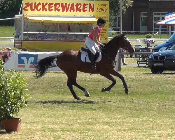 Reitturnier Rendsburg 2013