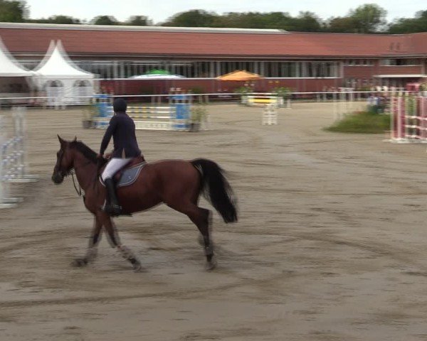Reitturnier Werne 2024