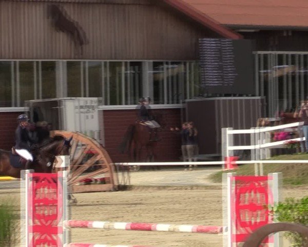 Reitturnier Werne 2024