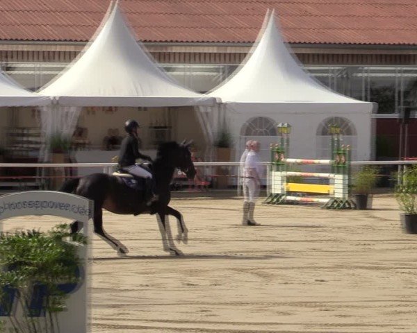 Reitturnier Werne 2024