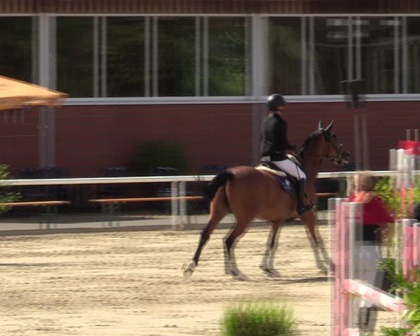 Reitturnier Werne 2024