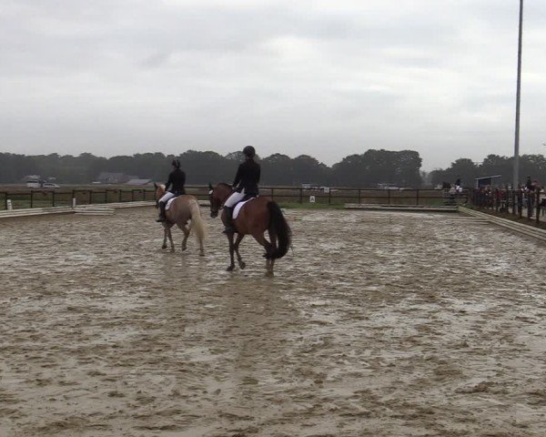 Reitturnier Ostbevern 2024
