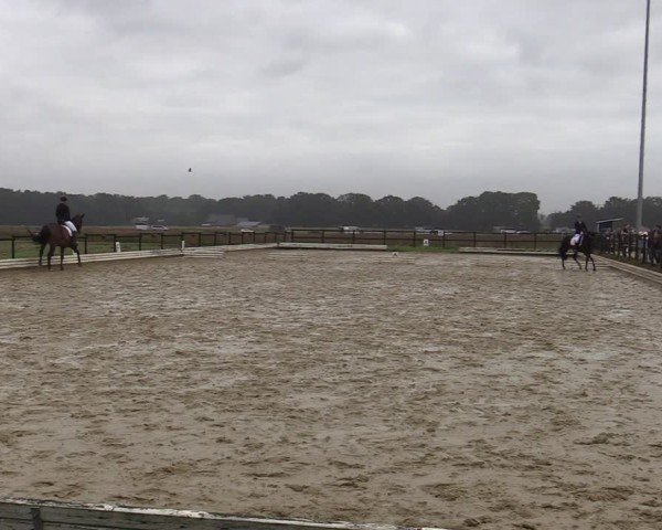 Reitturnier Ostbevern 2024