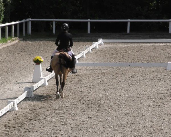Reitturnier Zillhofen/Obb. 2024