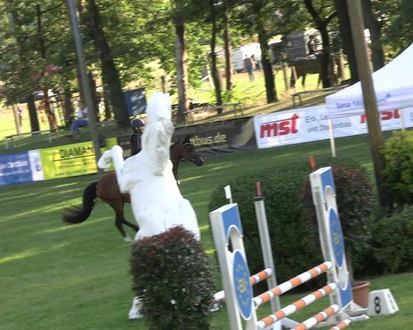 Reitturnier Cottbus-Sielow 2024