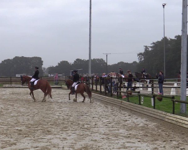 Reitturnier Ostbevern 2024