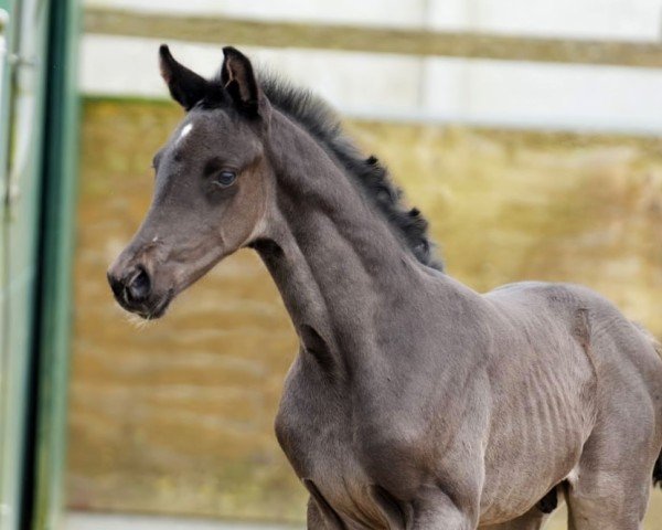 Pferd Hengst von Feliciano / Totilas (Oldenburger, 2024, von Feliciano)