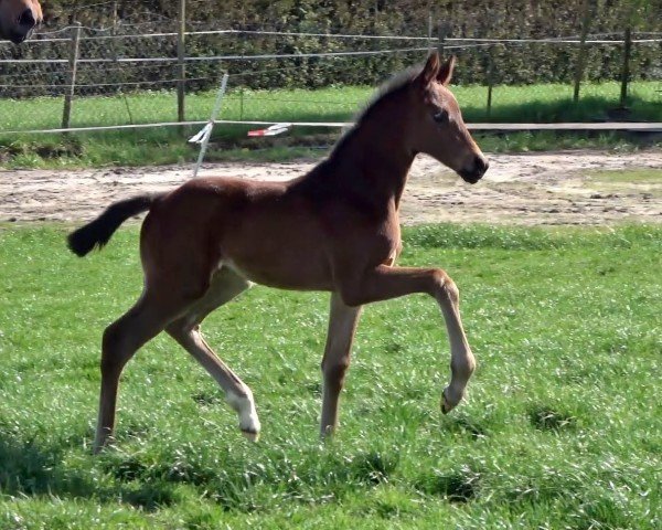 horse Stute von V-Power / Indian Rock (Oldenburg, 2024, from V-Power)