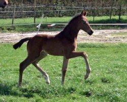 horse Stute von V-Power / Indian Rock (Oldenburg, 2024, from V-Power)