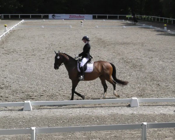 Reitturnier Zillhofen/Obb. 2024