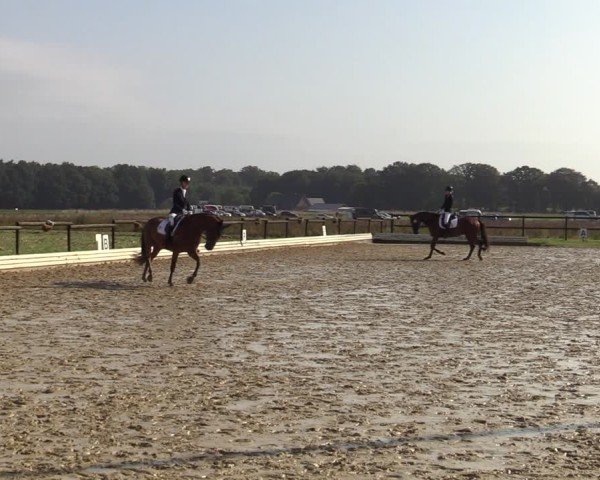 Reitturnier Ostbevern 2024